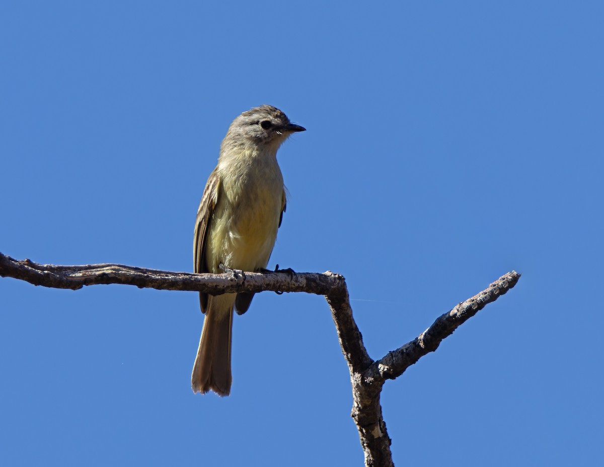 Mouse-colored Tyrannulet - ML638797395