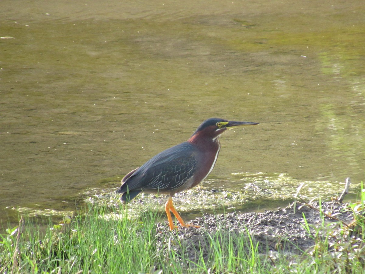 Green Heron - ML638797396