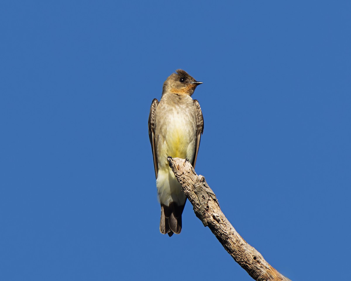 Southern Rough-winged Swallow - ML638797398