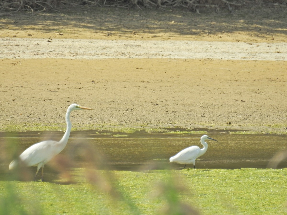 Little Egret - ML638797402