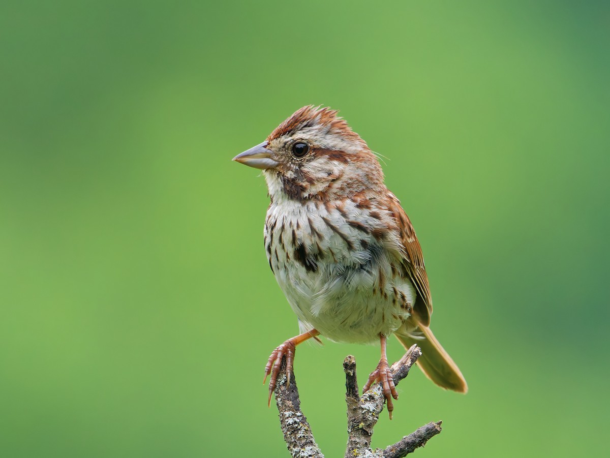 Song Sparrow - ML638797407