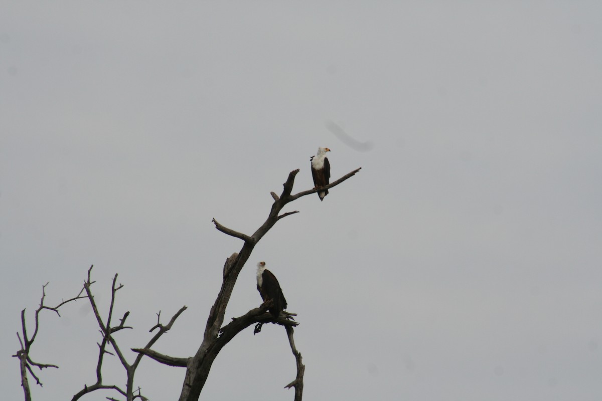 African Fish-Eagle - ML638797408