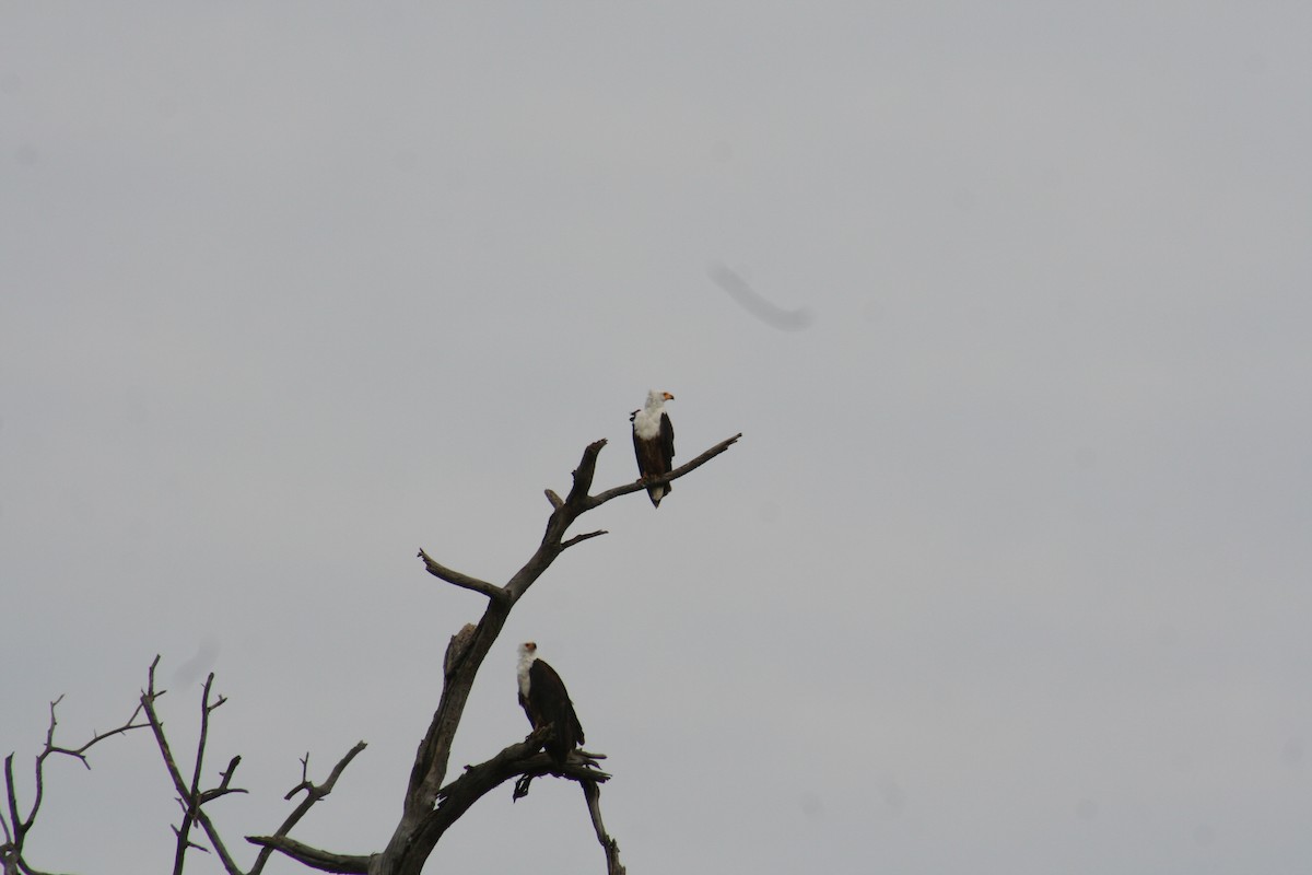 African Fish-Eagle - ML638797409