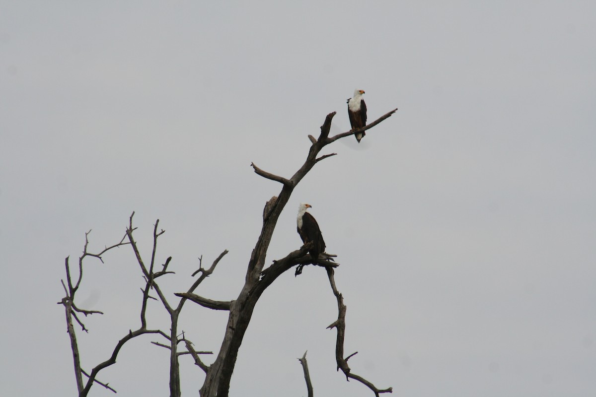 African Fish-Eagle - ML638797411
