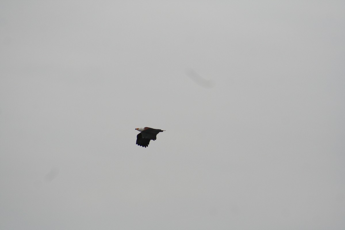African Fish-Eagle - ML638797412