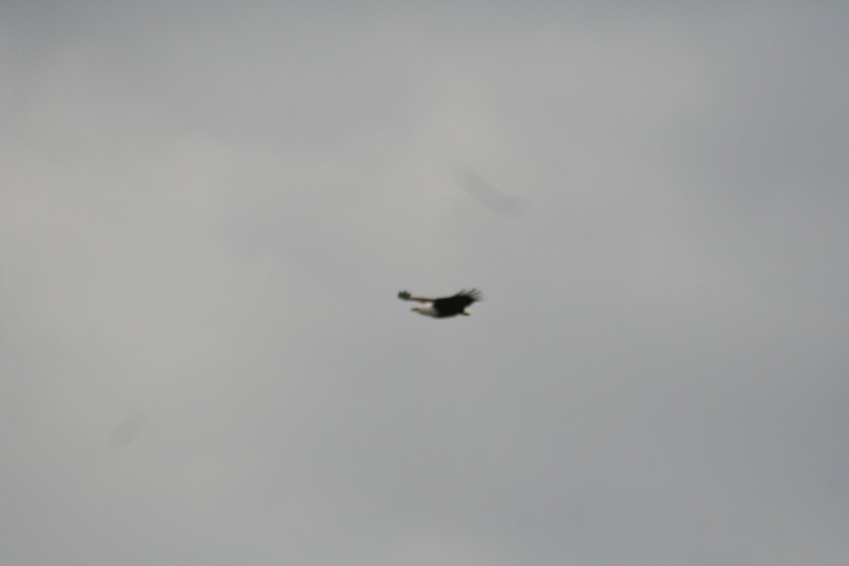 African Fish-Eagle - ML638797413