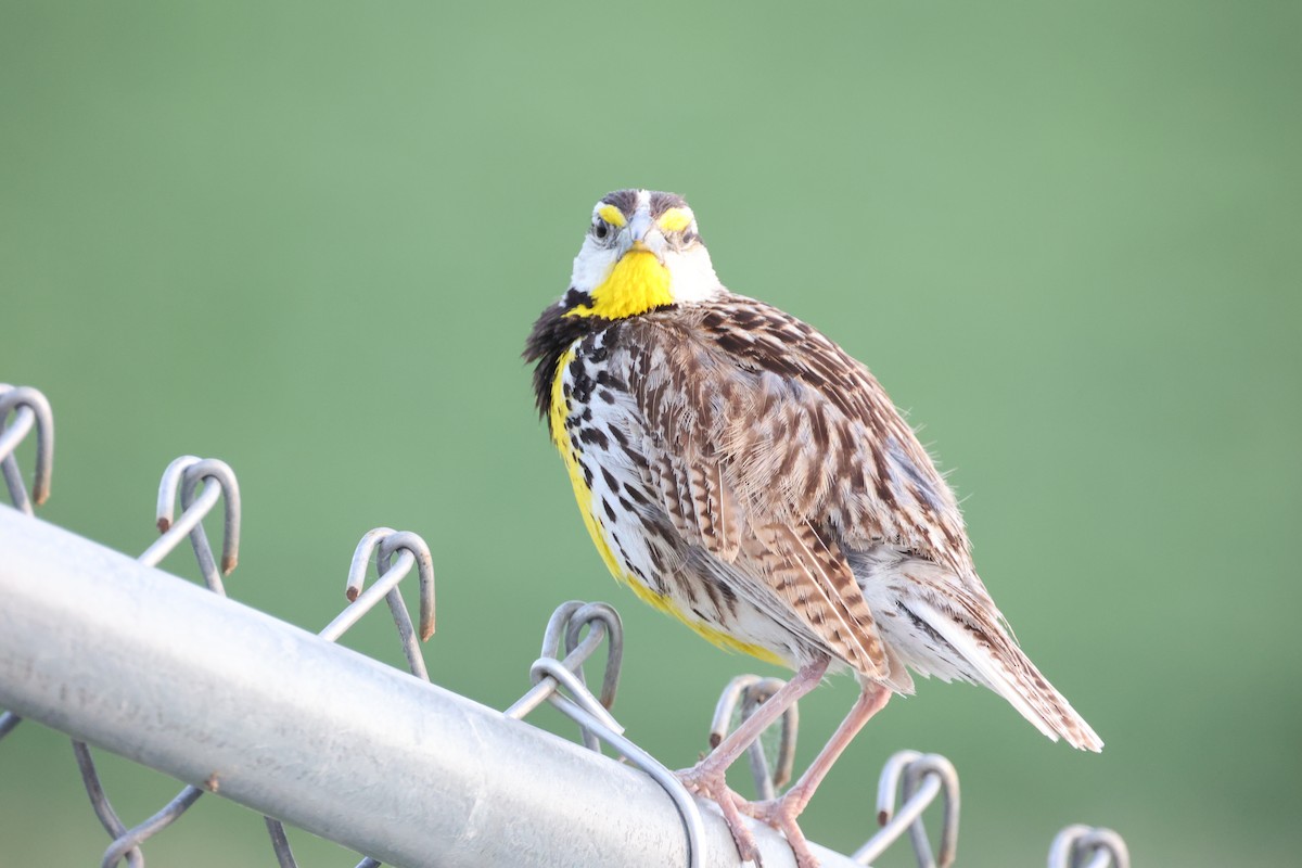 Eastern Meadowlark (Eastern) - ML638797440