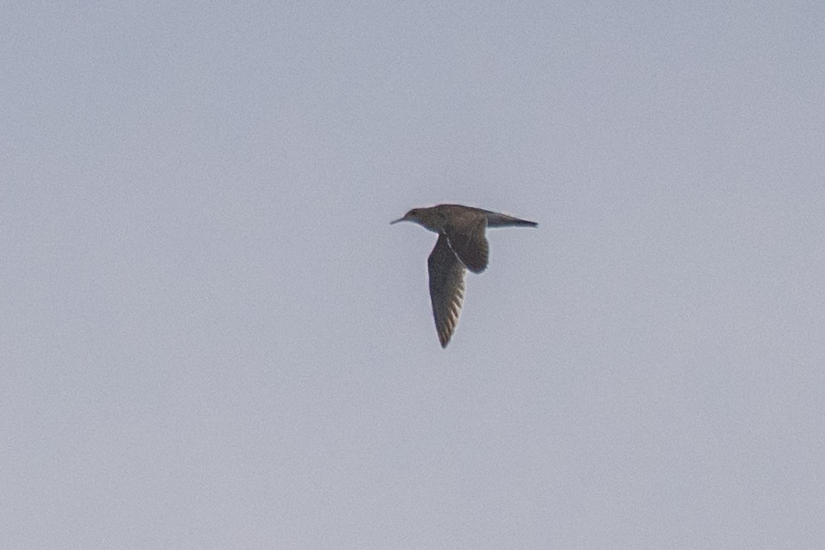 Upland Sandpiper - ML638797445