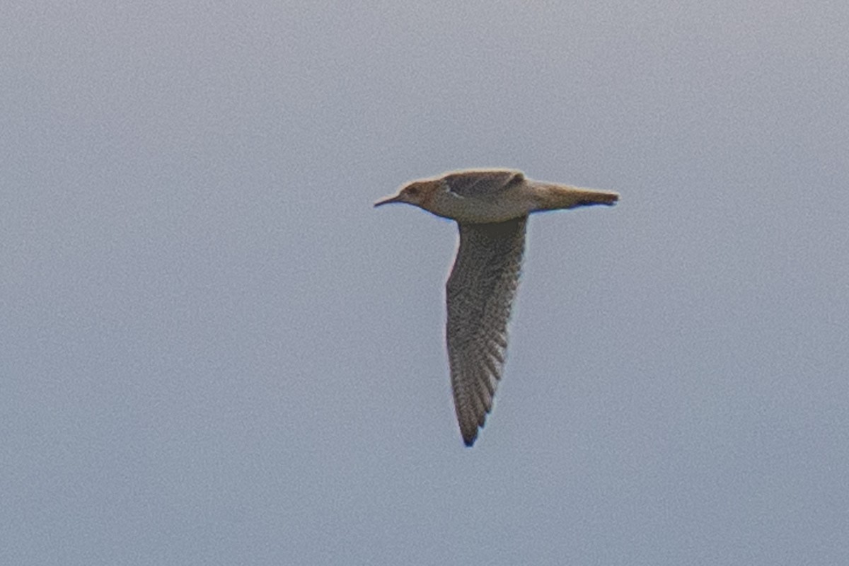 Upland Sandpiper - ML638797446
