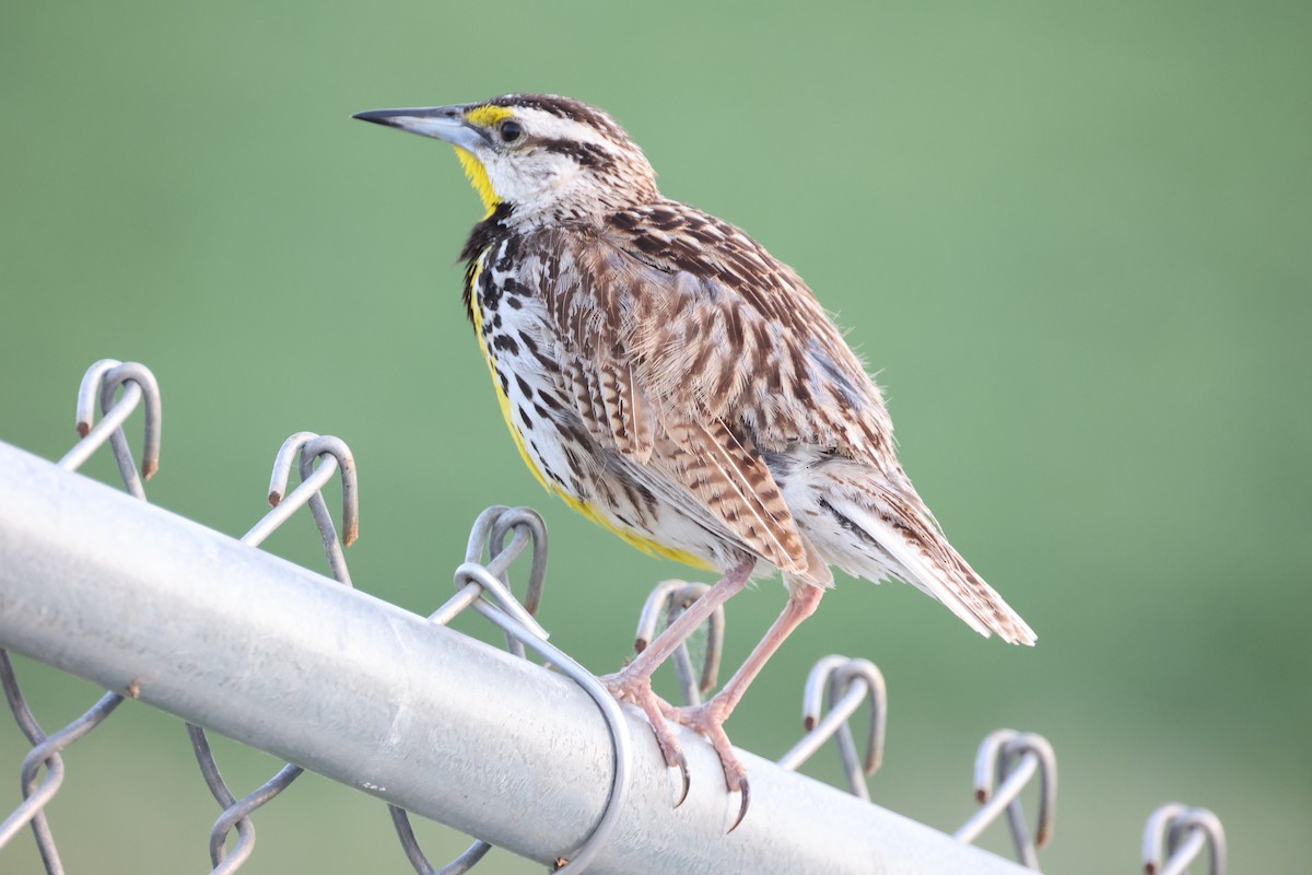 Eastern Meadowlark (Eastern) - ML638797468