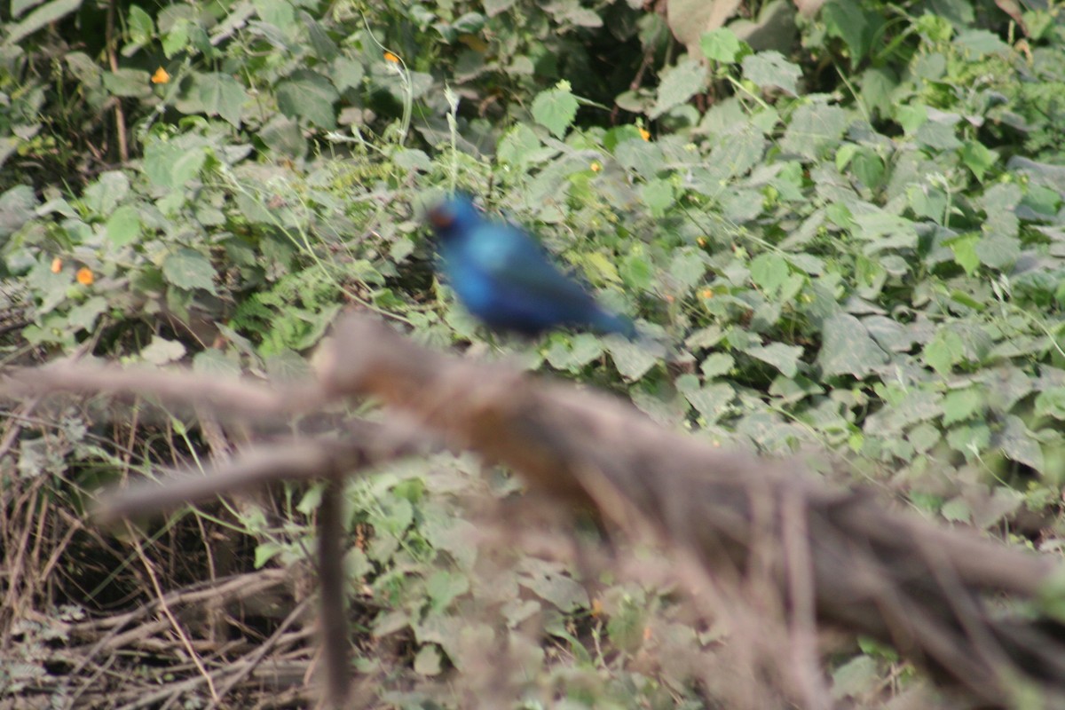 Greater Blue-eared Starling - ML638797528