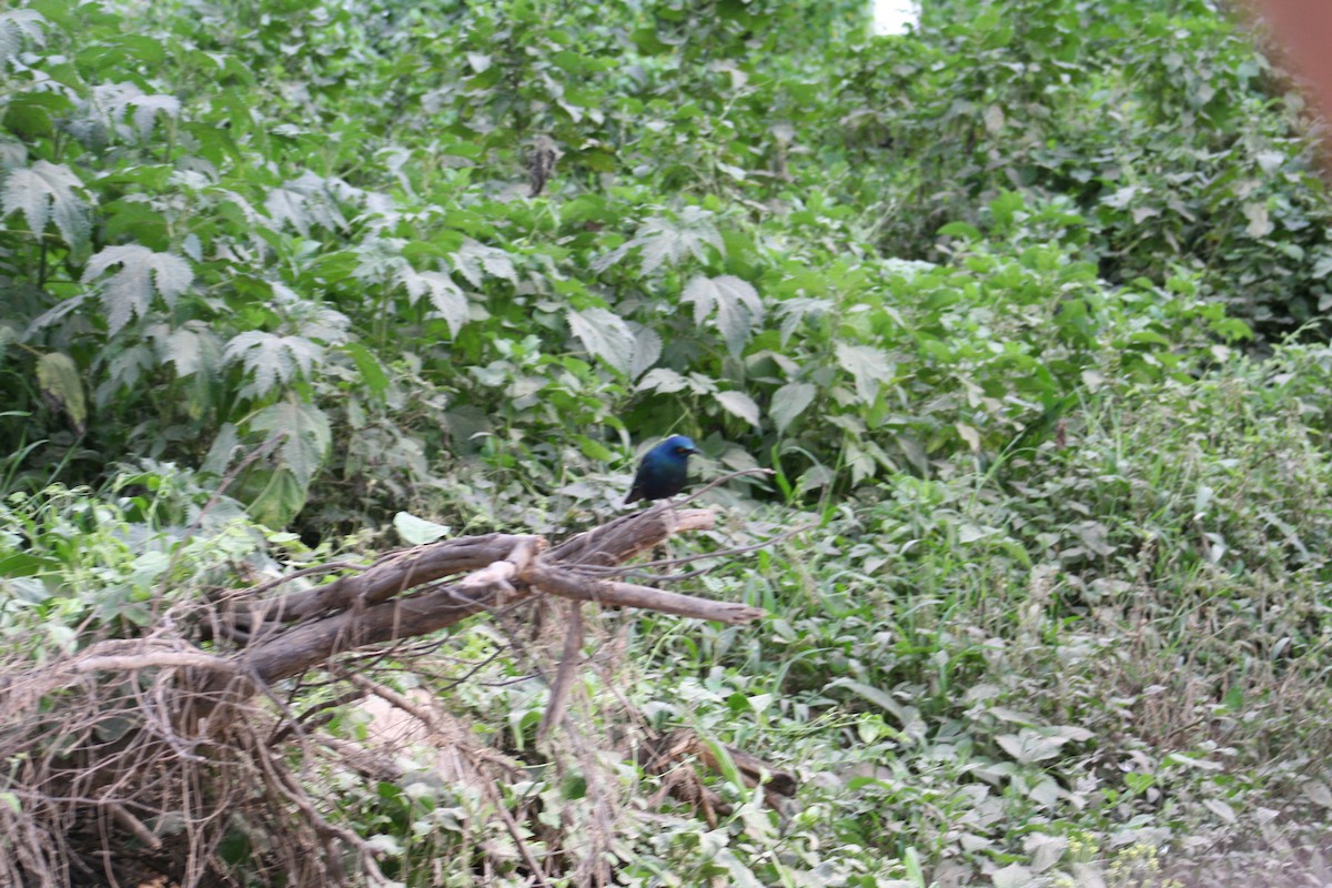 Greater Blue-eared Starling - ML638797529