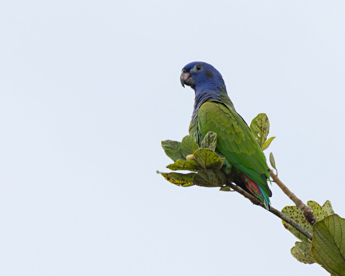 Blue-headed Parrot - ML638797553