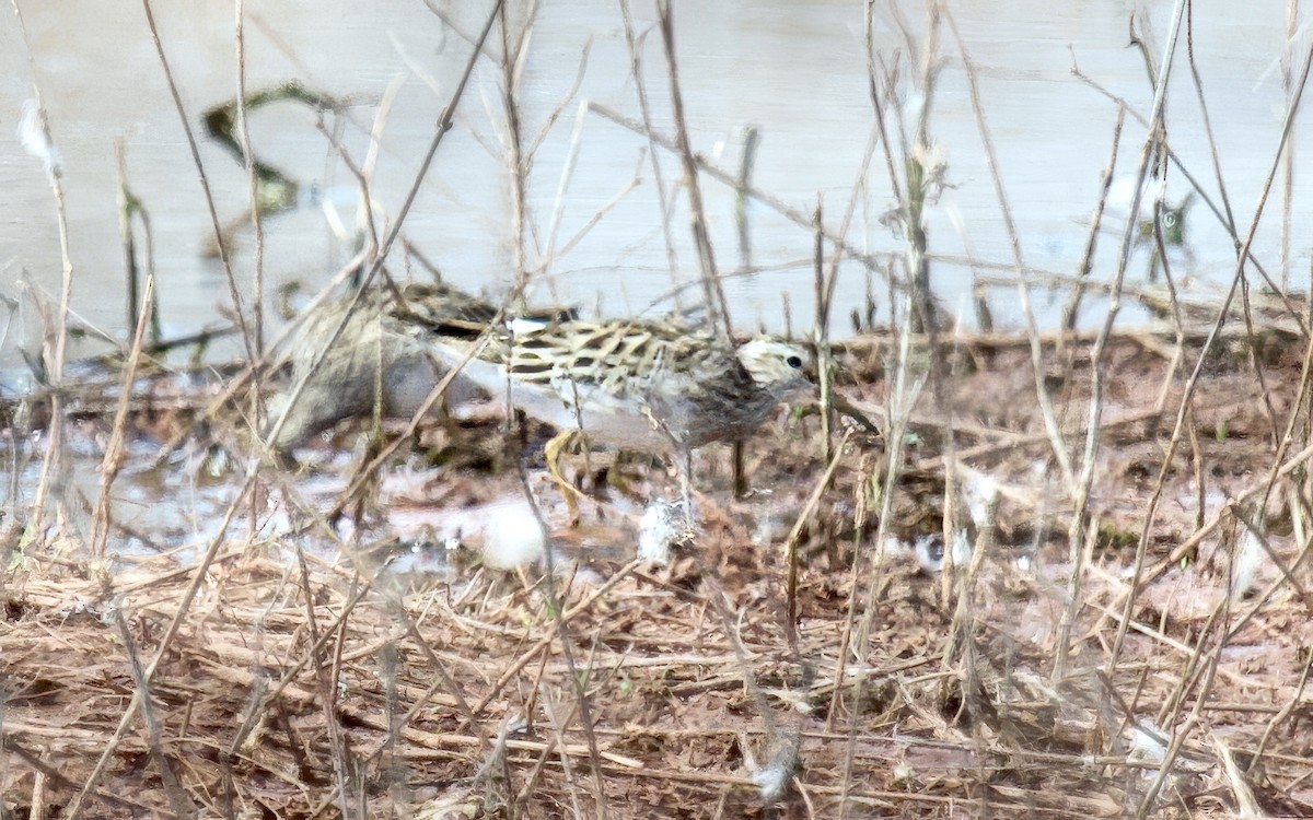 Pectoral Sandpiper - ML638797556