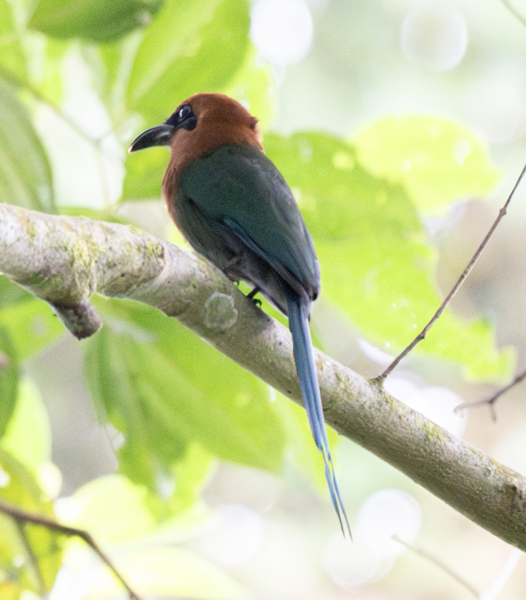 Broad-billed Motmot (Broad-billed) - ML638797575
