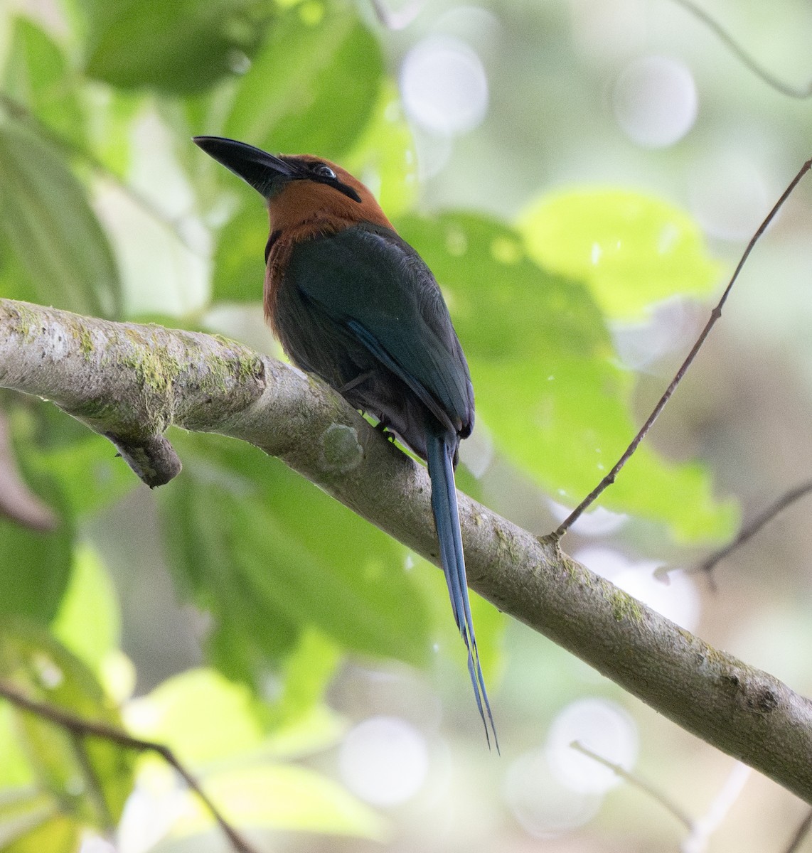 Broad-billed Motmot (Broad-billed) - ML638797576