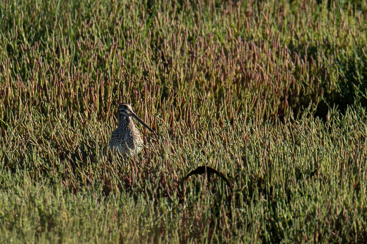 Wilson's Snipe - ML638797603