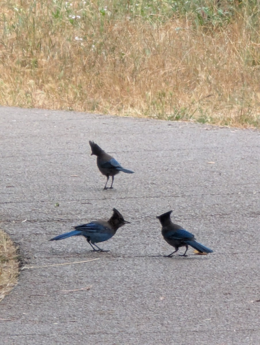 Steller's Jay - ML638797609