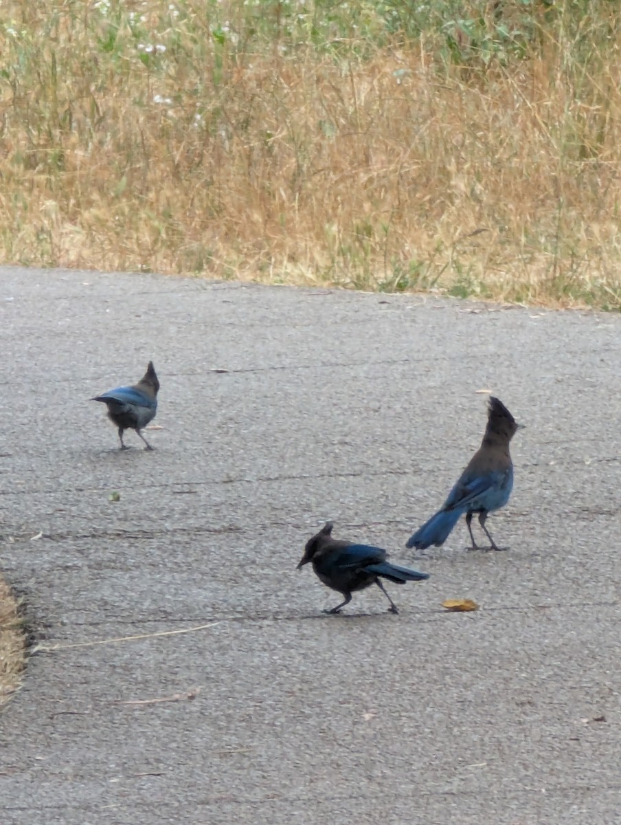 Steller's Jay - ML638797610