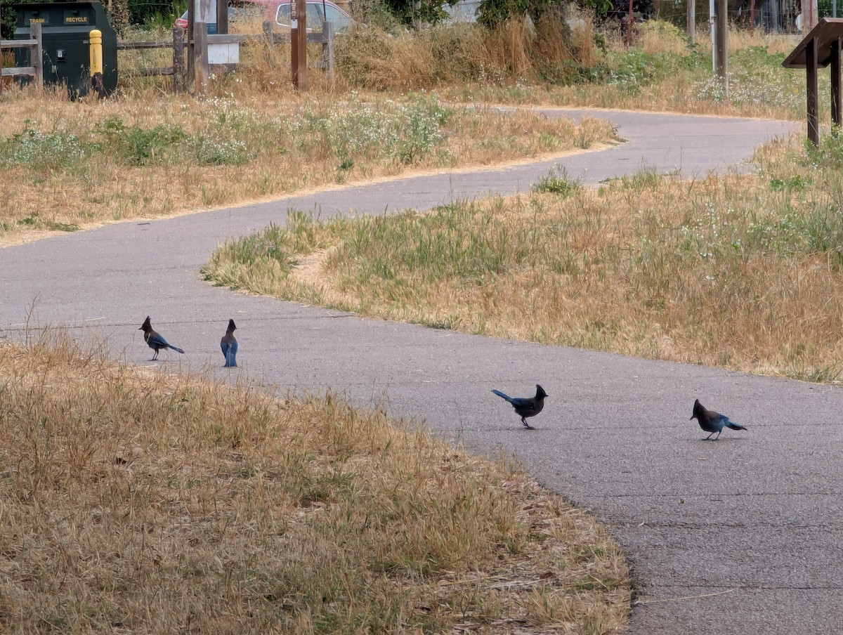 Steller's Jay - ML638797611