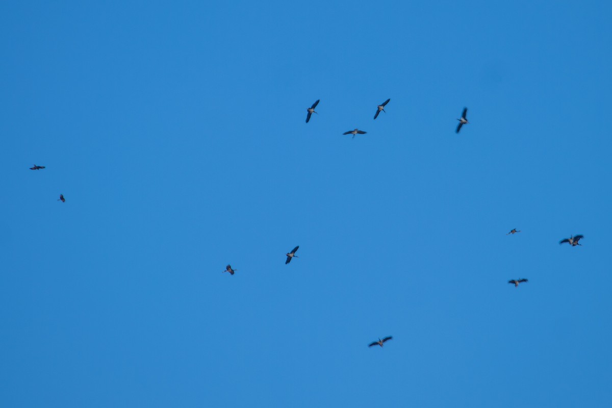 svartstork - ML638797651