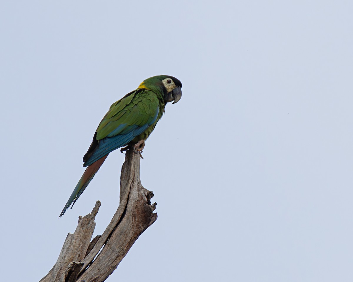 Yellow-collared Macaw - ML638797652