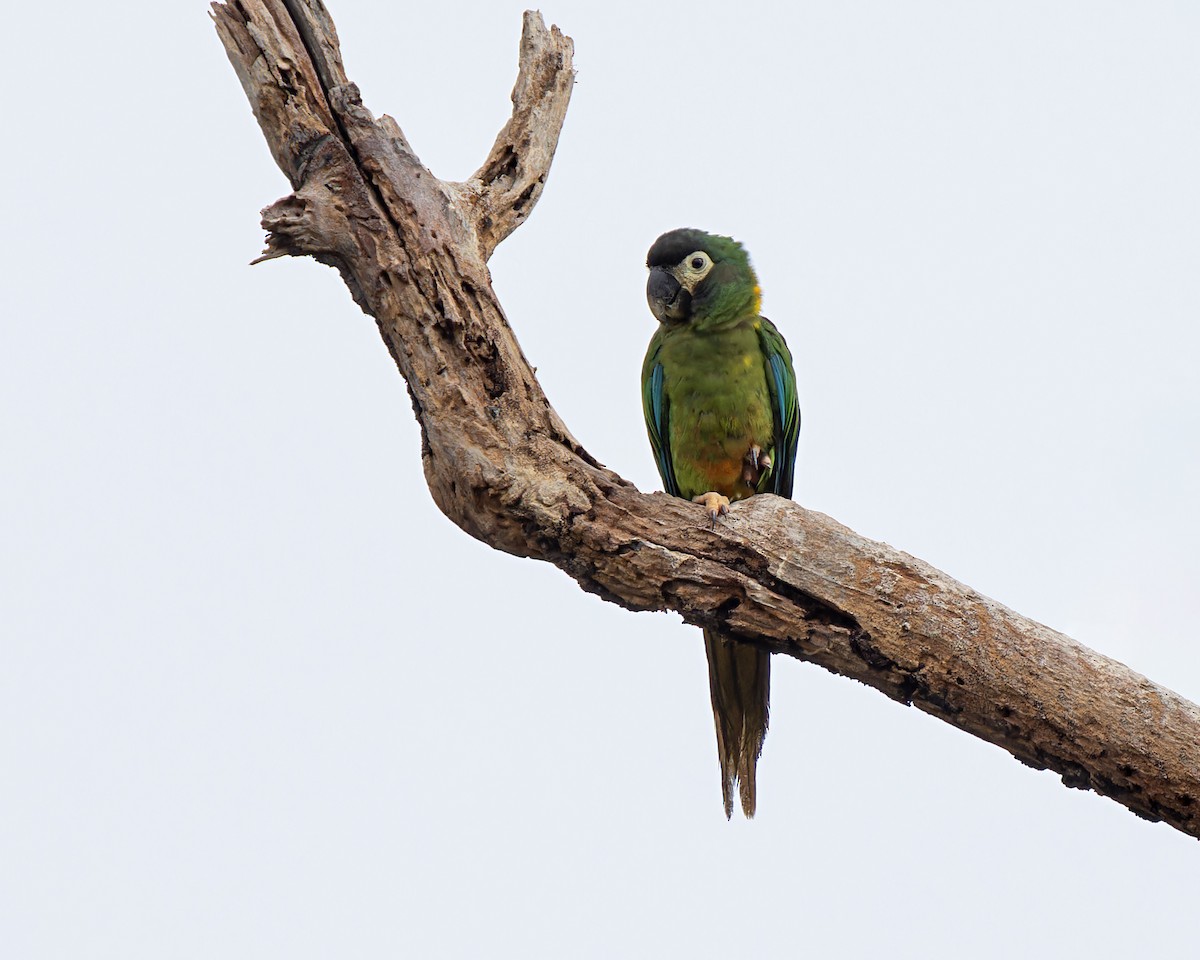 Yellow-collared Macaw - ML638797653