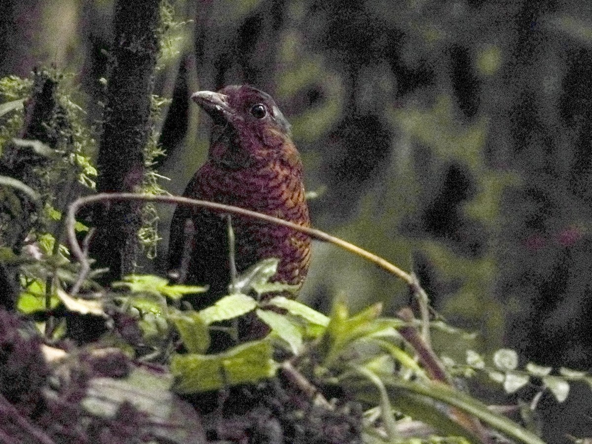 Giant Antpitta - ML638797720