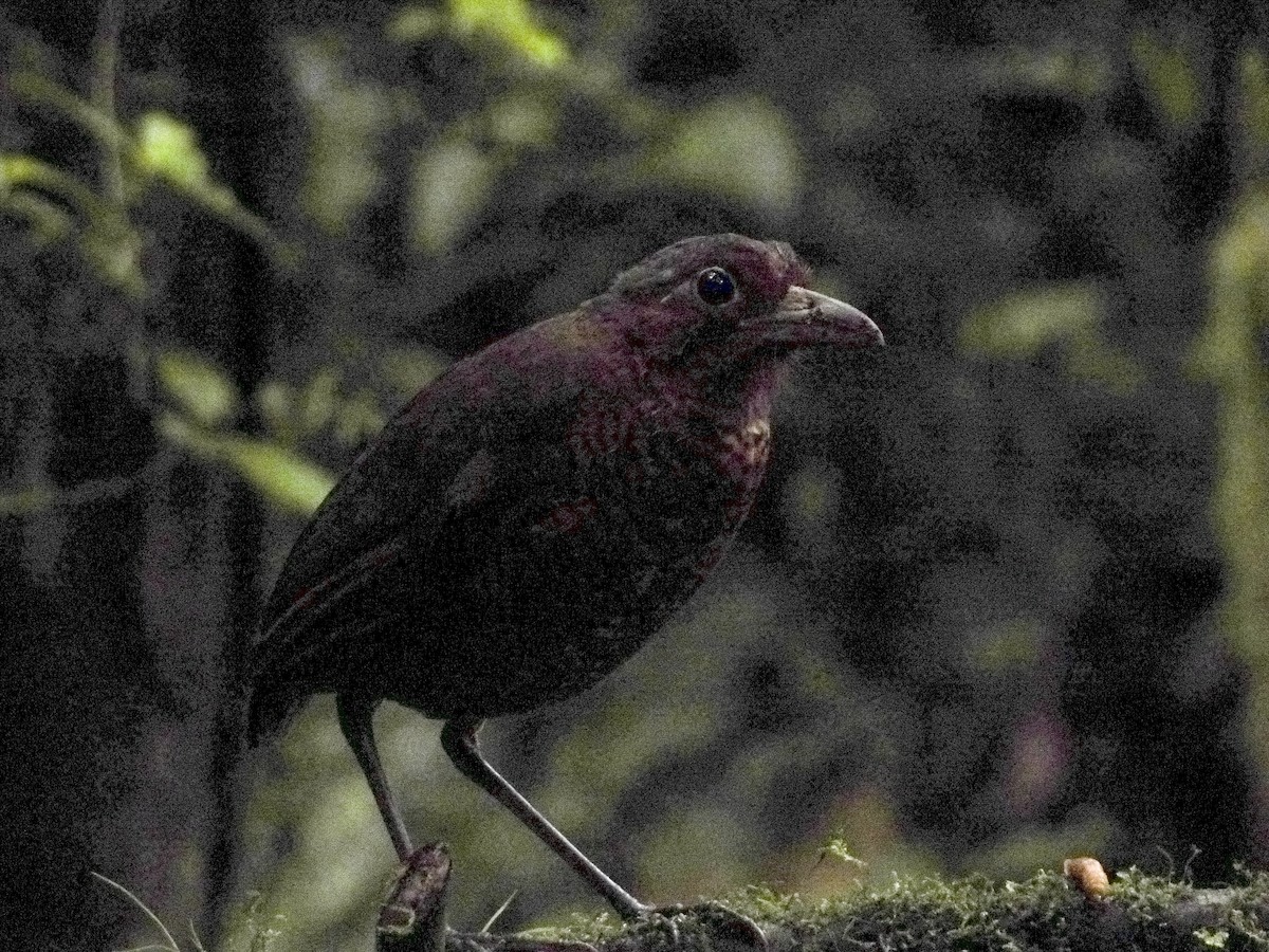 Giant Antpitta - ML638797722
