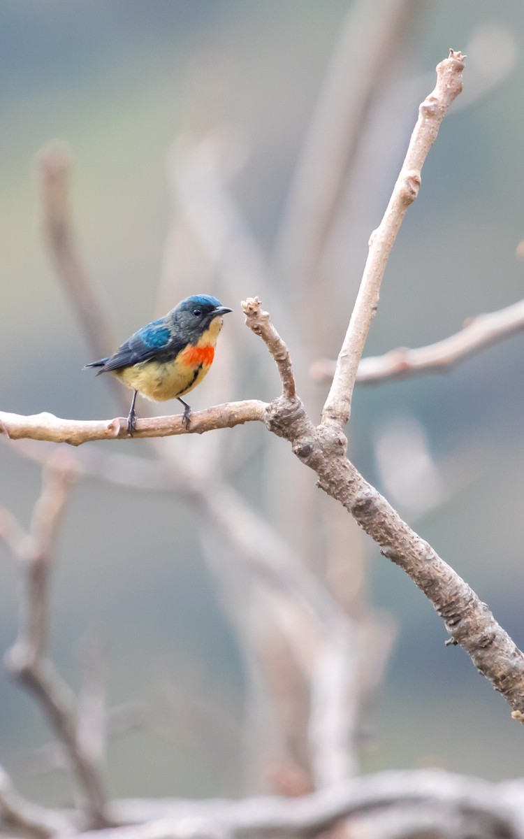 Fire-breasted Flowerpecker - ML638797729