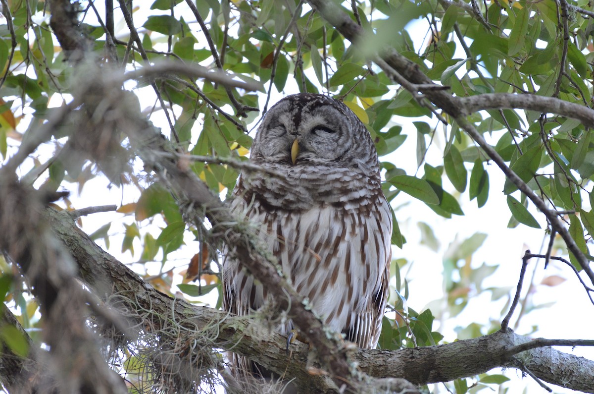 Barred Owl - ML638797731