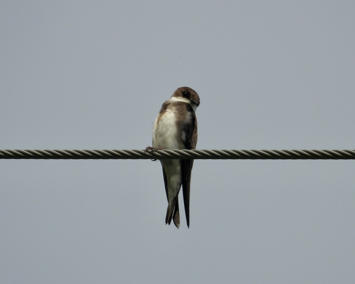 Bank Swallow - ML638797761