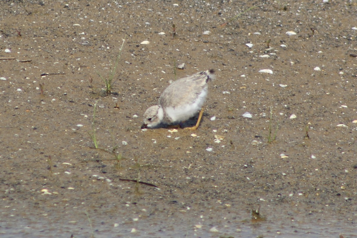Piping Plover - ML638797793