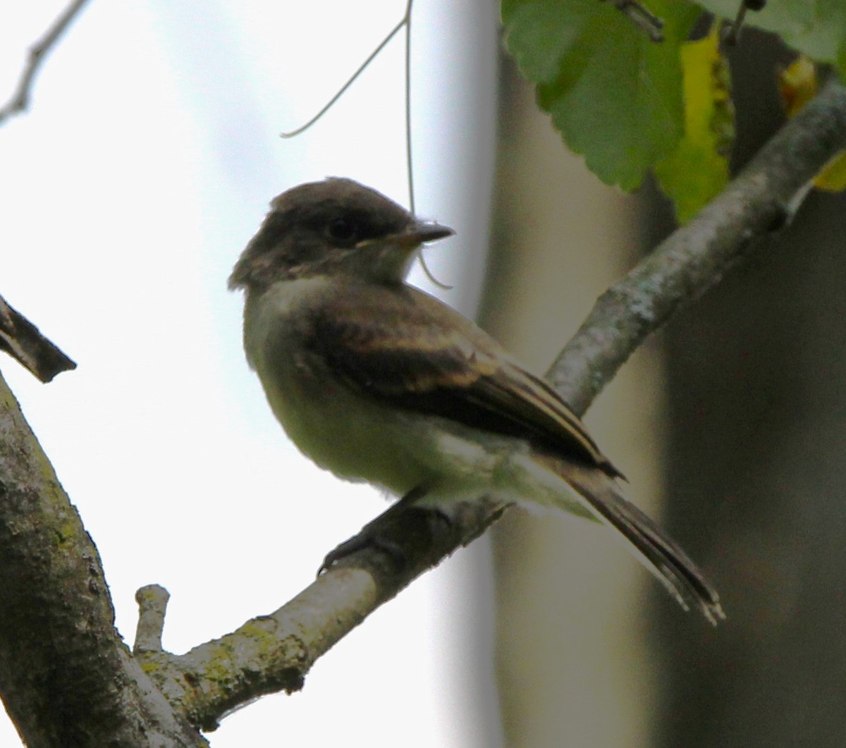 Eastern Wood-Pewee - ML638797814