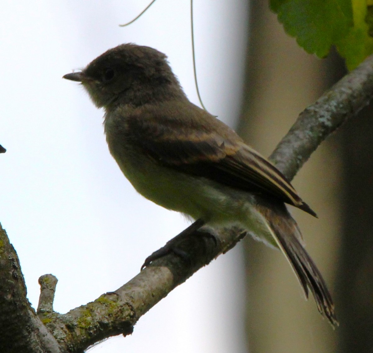 Eastern Wood-Pewee - ML638797815