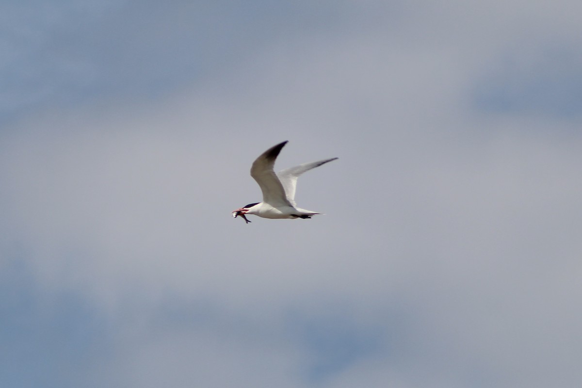 Caspian Tern - ML638797816