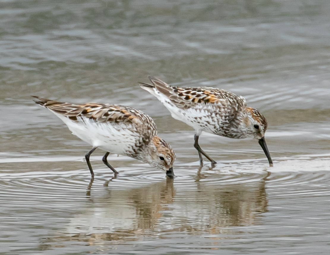 Western Sandpiper - ML638797835