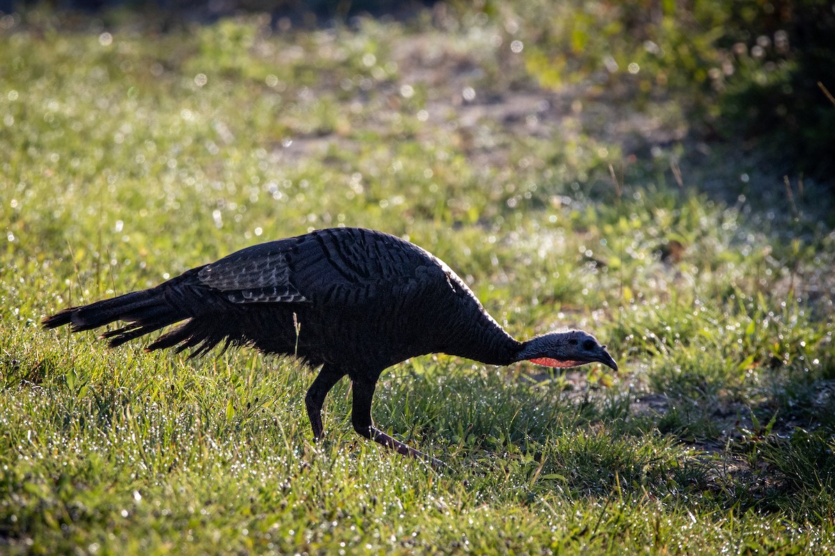 Wild Turkey - ML638797837