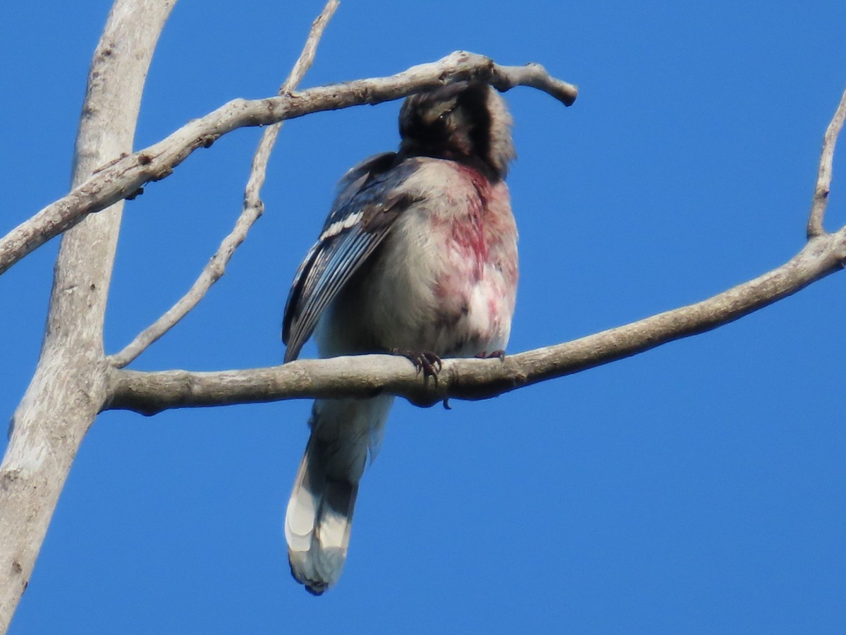 Blue Jay - ML638797838