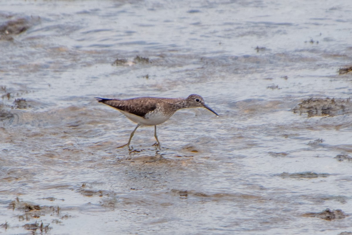 Solitary Sandpiper - ML638797839