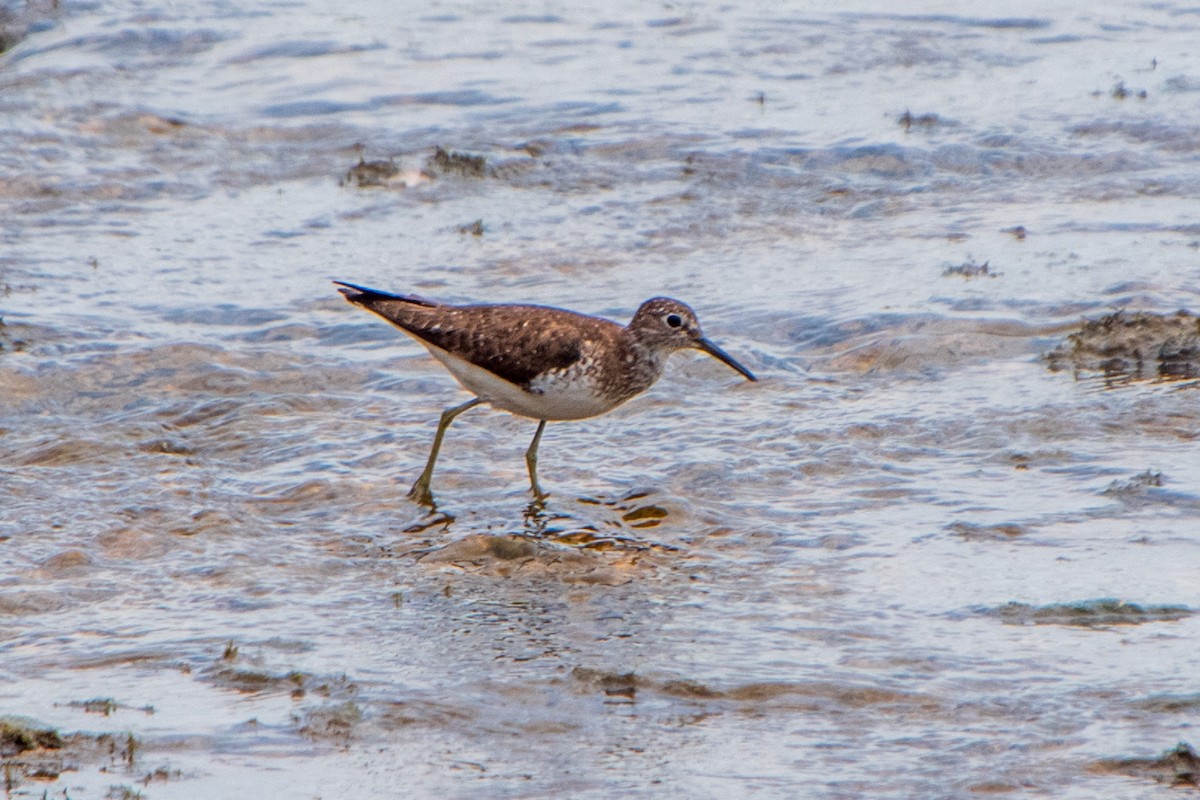 Solitary Sandpiper - ML638797840