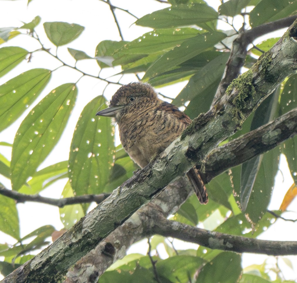 Barred Puffbird - ML638797841