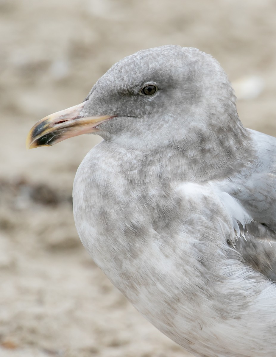 Glaucous-winged Gull - ML638797844