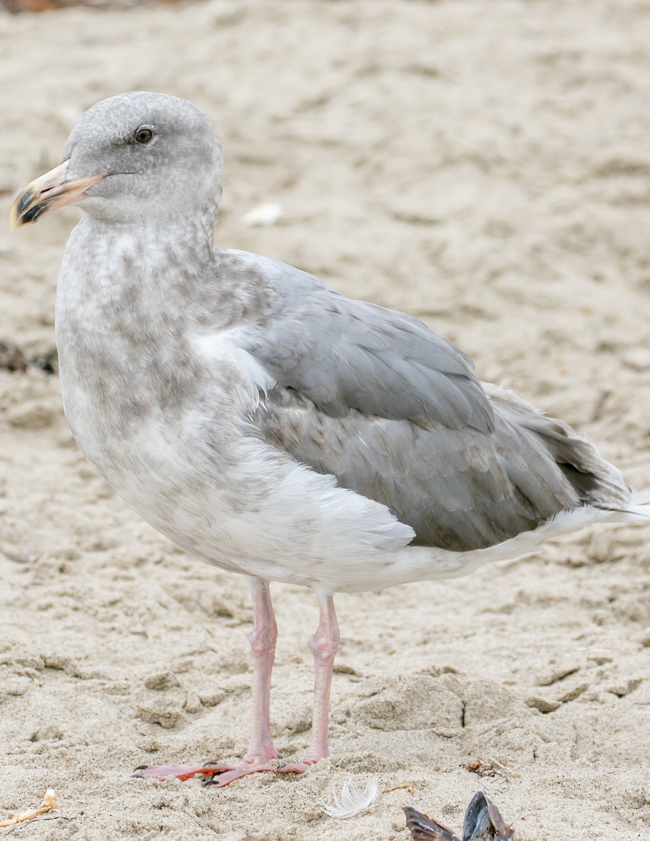 Glaucous-winged Gull - ML638797845