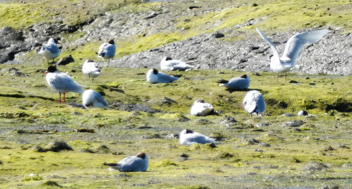 Mediterranean Gull - ML638797867