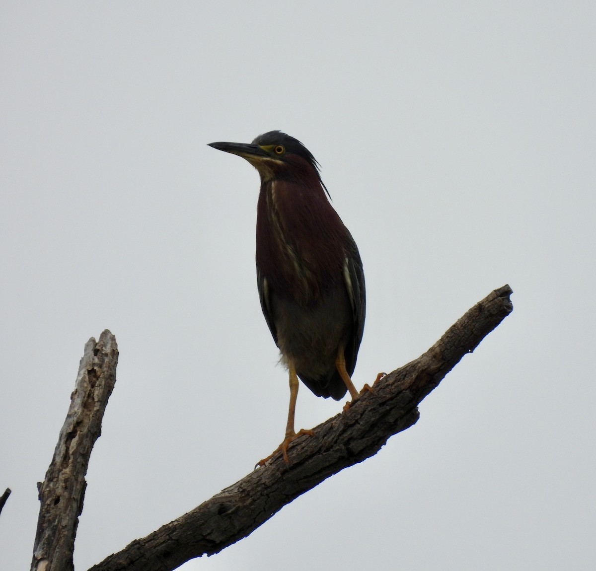 Green Heron - ML638797874