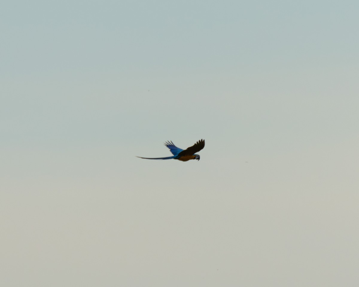 Blue-and-yellow Macaw - ML638797875