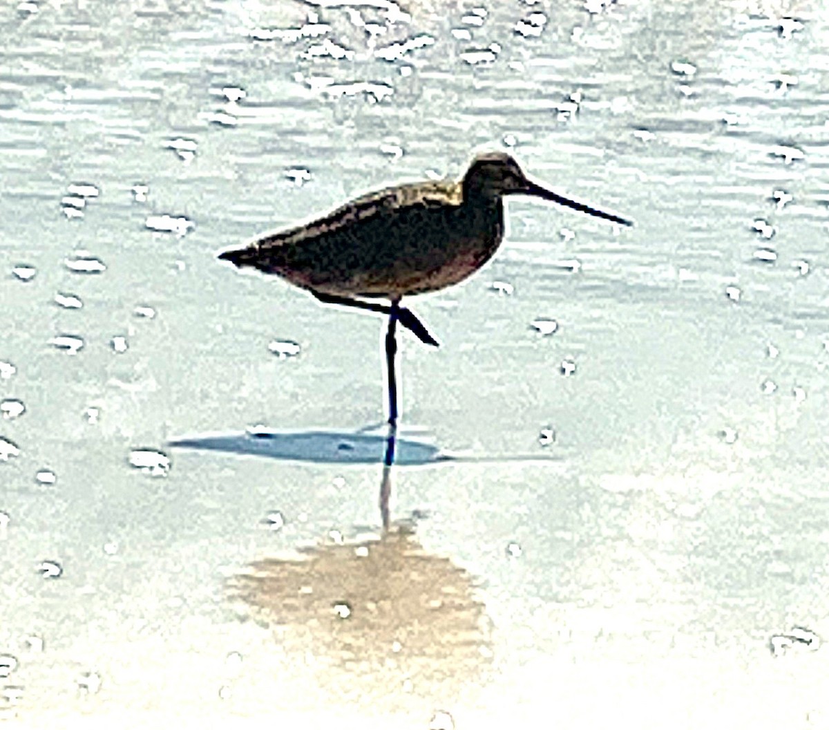 Marbled Godwit - ML638797876