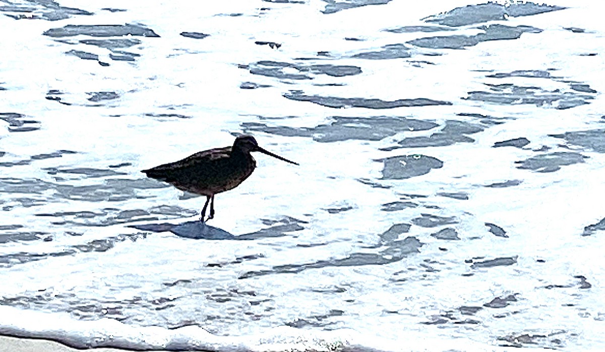 Marbled Godwit - ML638797877