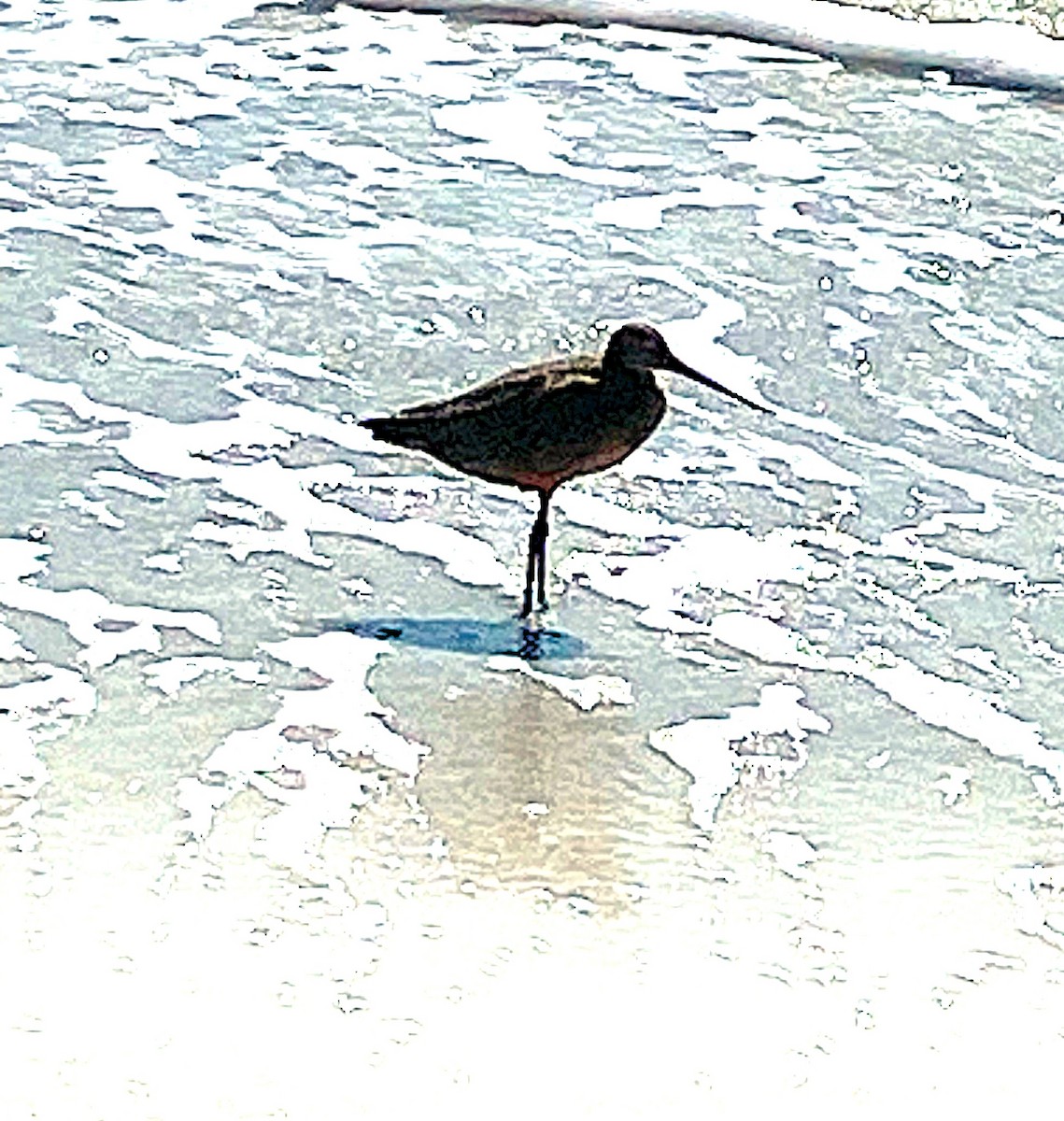 Marbled Godwit - ML638797878